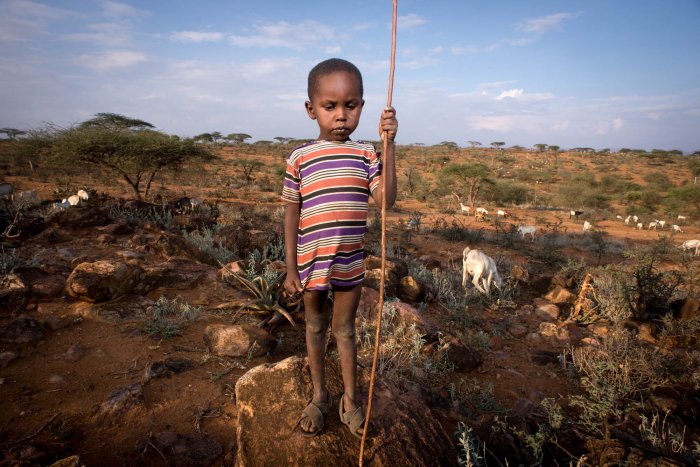 Lchekutis, Maasai Child Shepherds